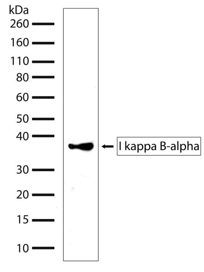 IKB ALPHA ANTIBODY