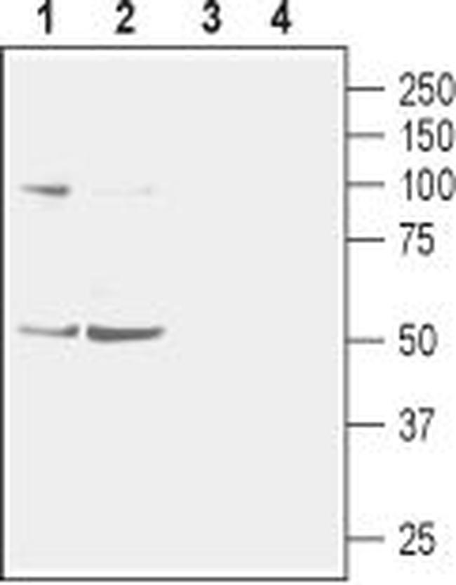 NICOTINIC ACETYLCHOLINE RECEPT