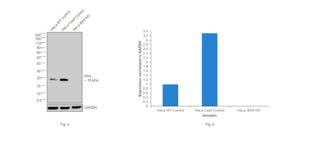 ANTI-BAX 6A7 PUR MAB