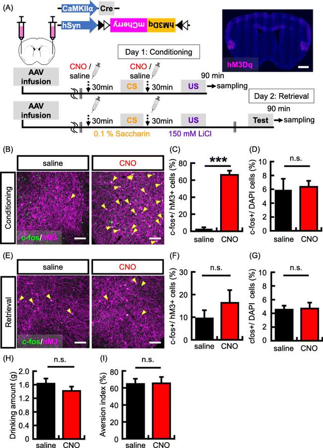 MCHERRY RAT MONOCLONALANTIBODY