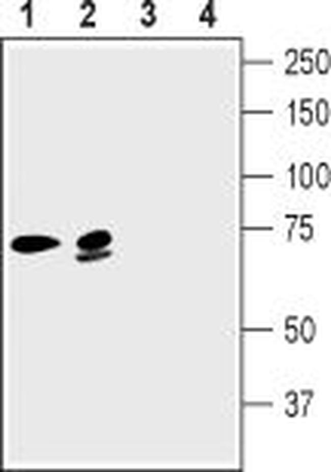 KCNN2 (KCA2.2- SK2) ANTIBODY