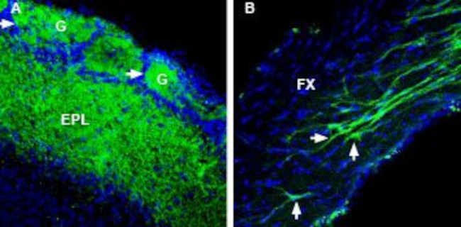 RIC3 ANTIBODY