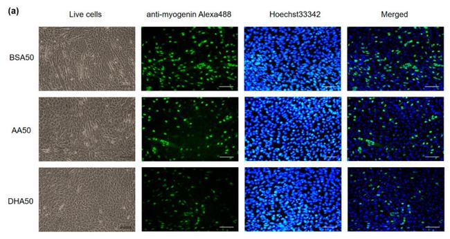 ANTI-MYOGENIN F5D PUR MAB