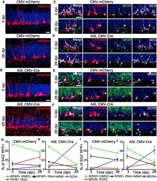 MCHERRY RAT MONOCLONALANTIBODY