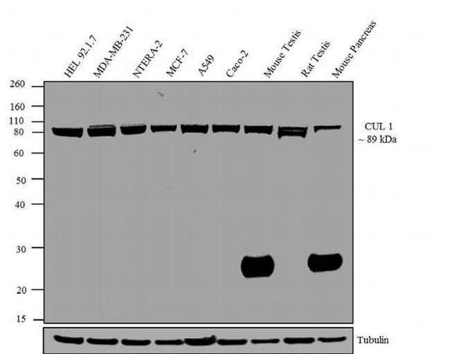 CULLIN 1 2H4C9 MAB