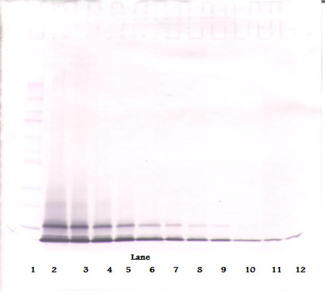 ANTI-MUR KC (CXCL1)- PEPROTECH
