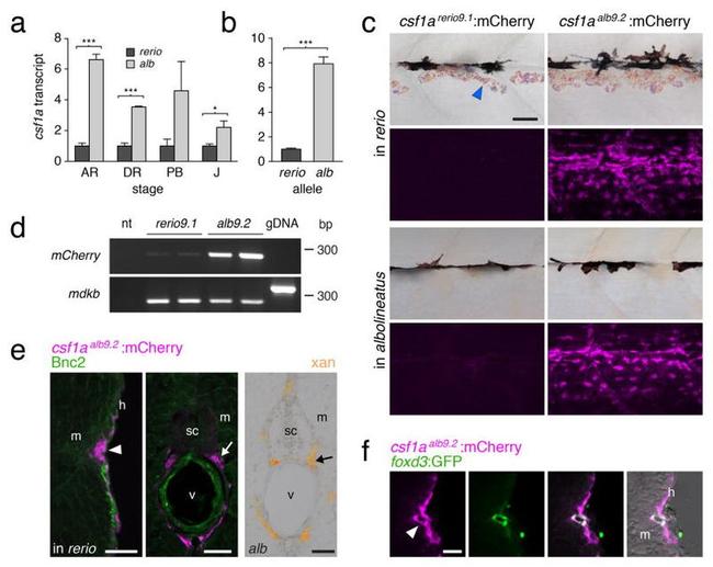 MCHERRY RAT MONOCLONALANTIBODY