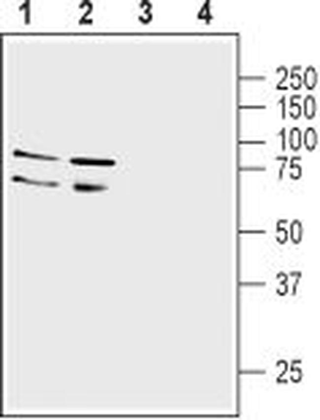 LINGO-1 (EXTRACELLULAR) ANTIBO
