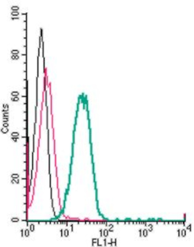 TMEM119 (EXTRACELLULAR) ANTIBO
