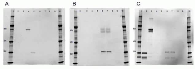 MCHERRY RAT MONOCLONALANTIBODY