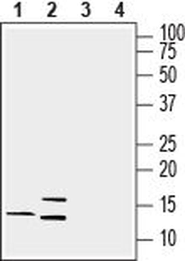 LYNX1 (EXTRACELLULAR) ANTIBODY
