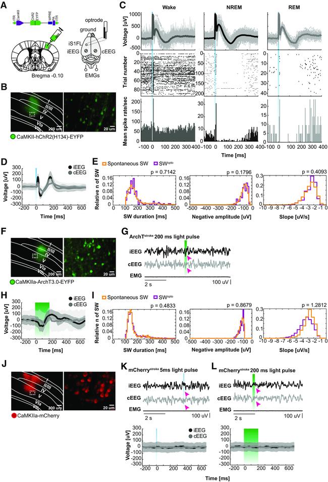 MCHERRY RAT MONOCLONALANTIBODY