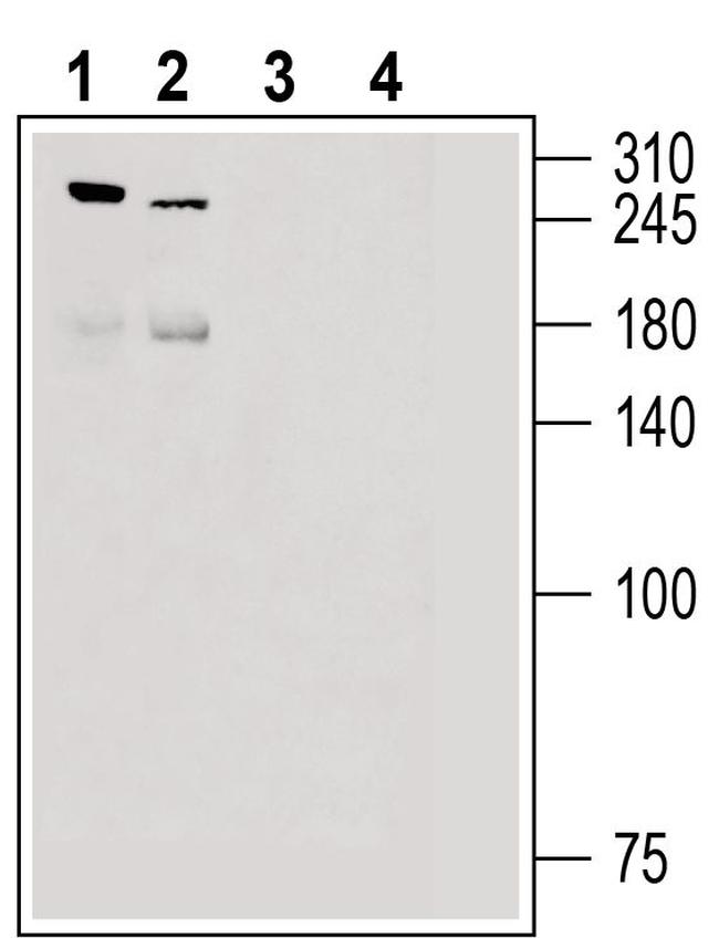 PIEZO2 ANTIBODY