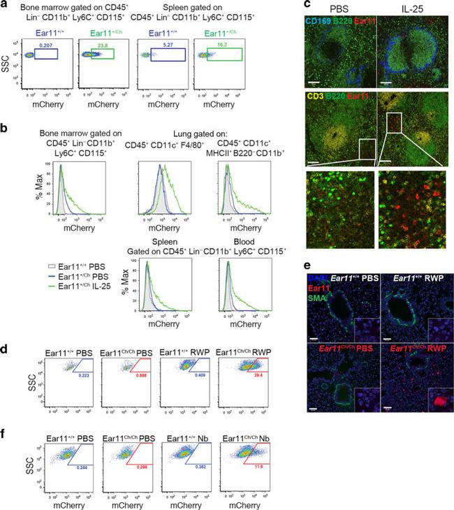 MCHERRY RAT MONOCLONALANTIBODY