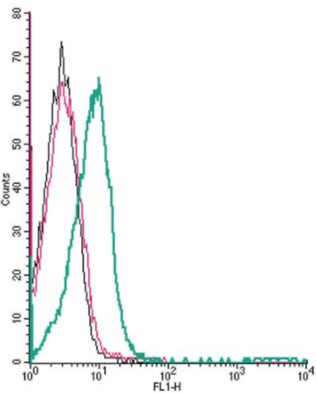 TRPV1 (EXTRACELLULAR) ANTIBODY