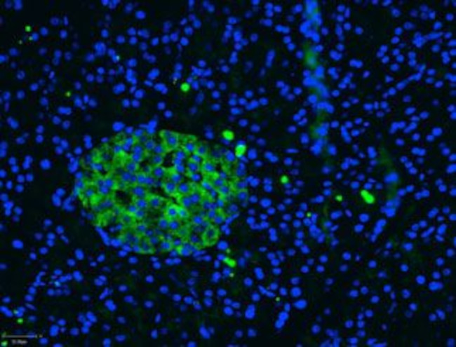 CAV1.2 (CACNA1C) ANTIBODY ATTO