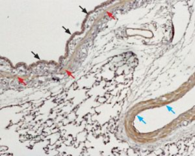 TPCN1 ANTIBODY