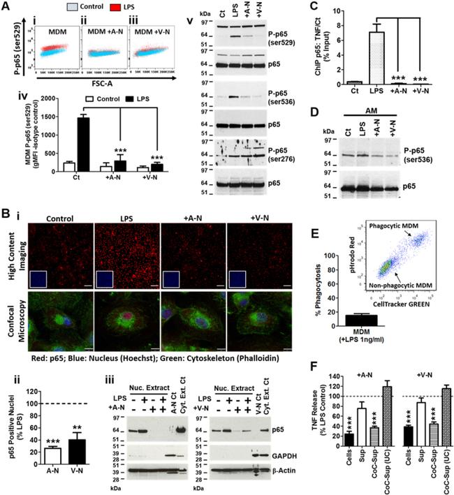 PHOSPHO-NFKB P65 SER529 MAB