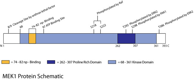PHOSPHO-MEK1/MEK2 PAB