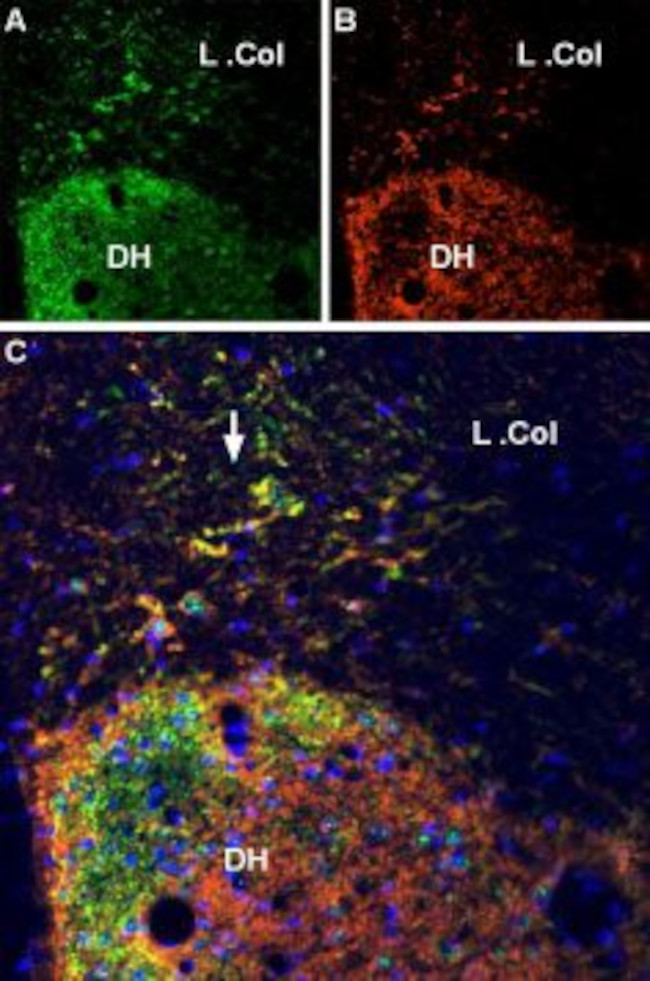 P2X7 RECEPTOR ANTIBODY ATTO 55