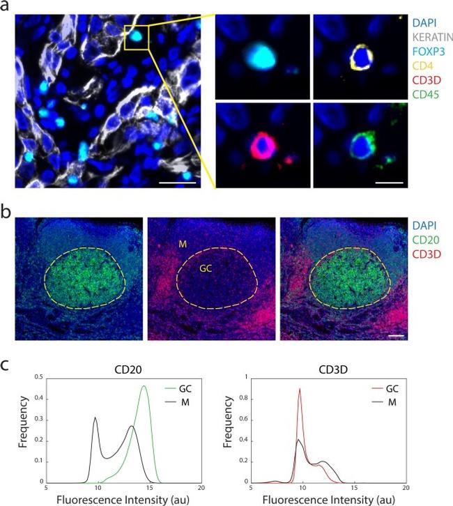 ANTI-PAN CYTOKERATIN AF488 MAB