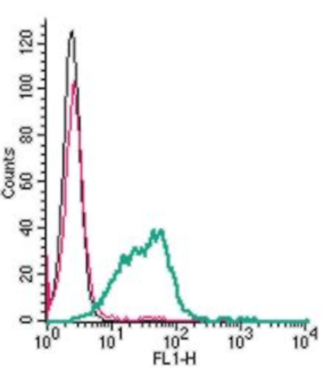 CD39 (EXTRACELLULAR) ANTIBODY