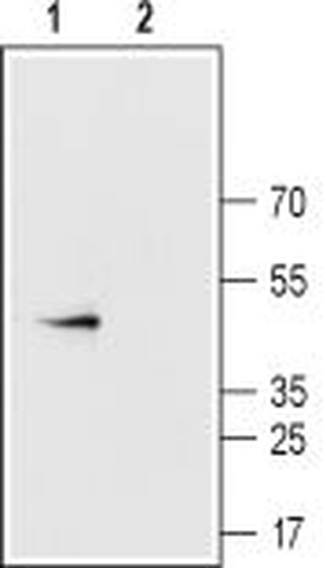 CONNEXIN-43 ANTIBODY
