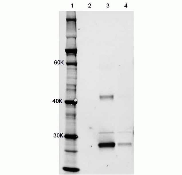 MCHERRY RAT MONOCLONALANTIBODY