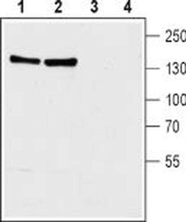 NCX1 (SLC8A1) ANTIBODY