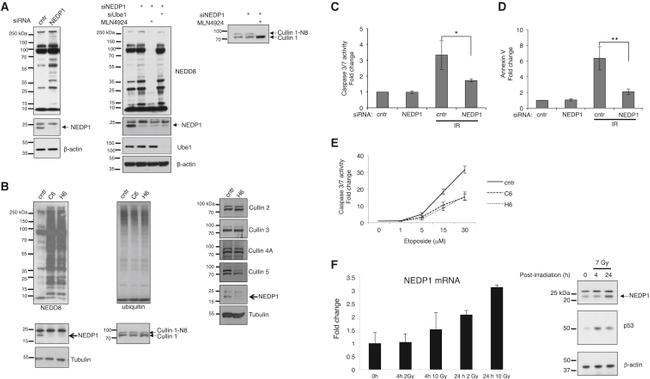 CULLIN 1 2H4C9 MAB