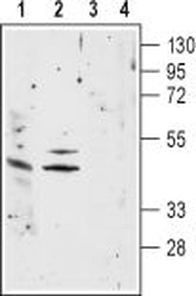 NICOTINIC ACETYLCHOLINE RECEPT