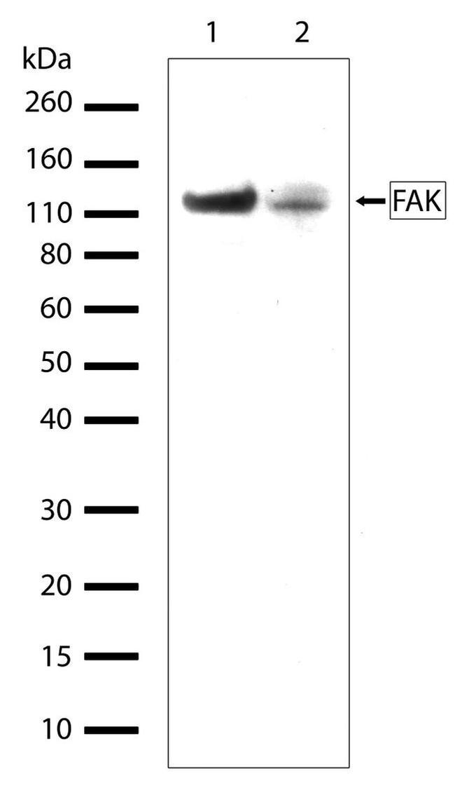 FAK REC RBT MONO AB
