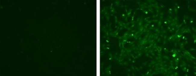 ANTI-MYOGENIN F5D AF488 MAB