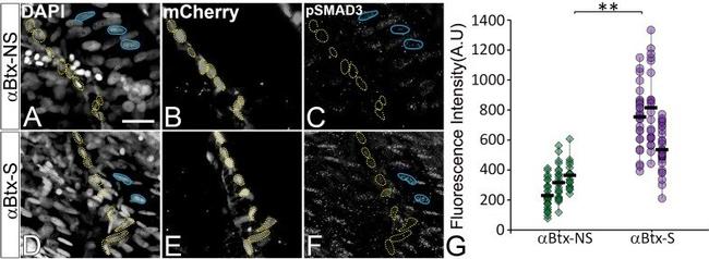 MCHERRY RAT MONOCLONALANTIBODY