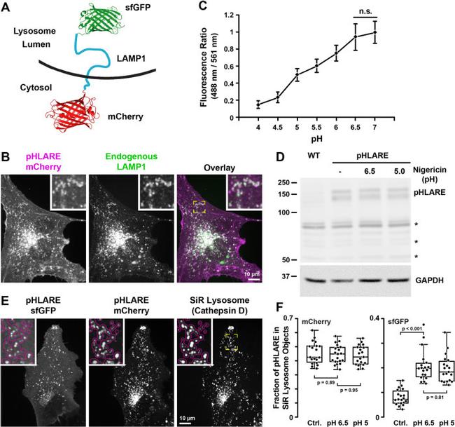 MCHERRY RAT MONOCLONALANTIBODY