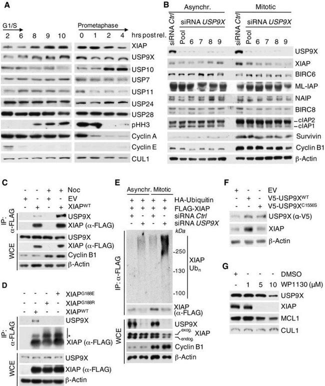 CULLIN 1 2H4C9 MAB
