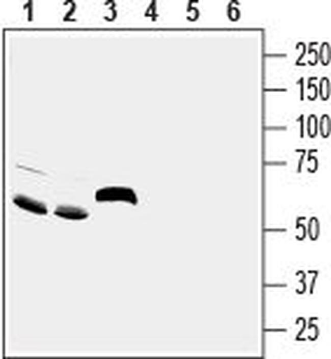 ASIC5 (EXTRACELLULAR) ANTIBODY