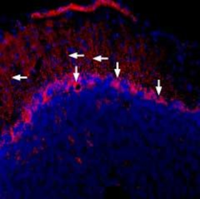 CONNEXIN-43 ANTIBODY
