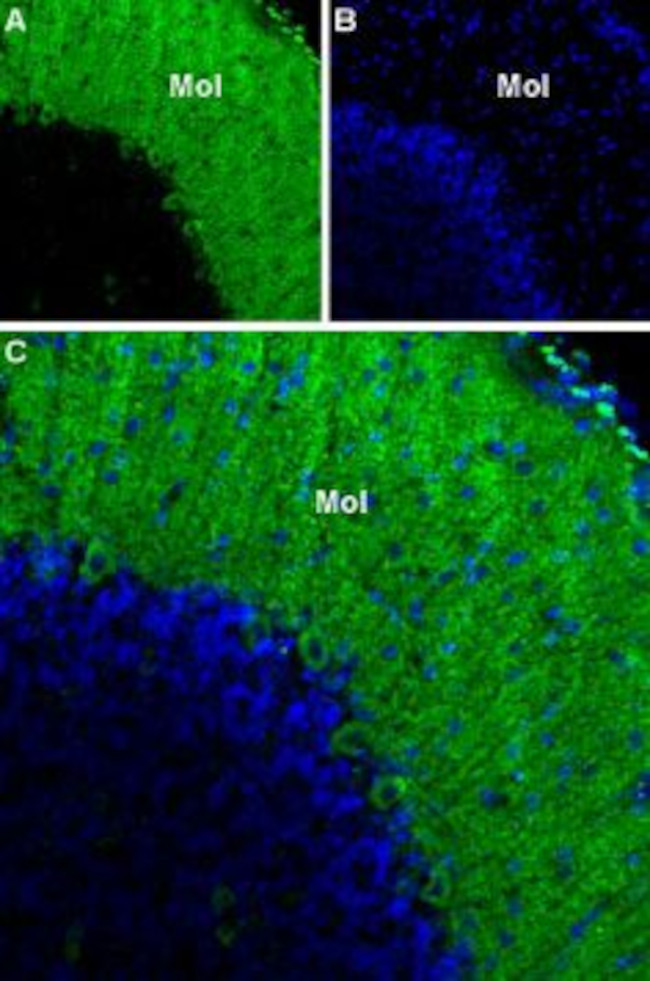CACNA1G (CAV3.1) ANTIBODY