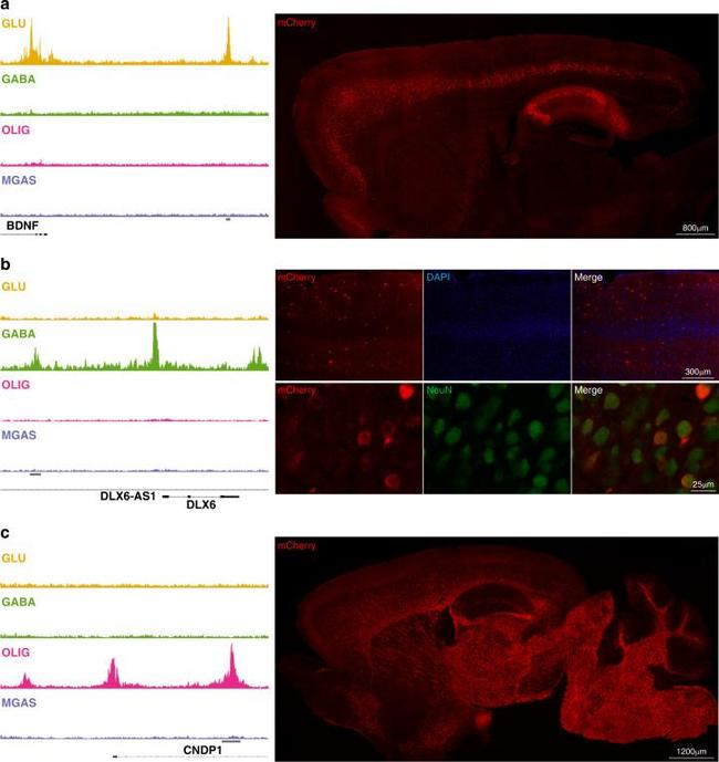 MCHERRY RAT MONOCLONALANTIBODY
