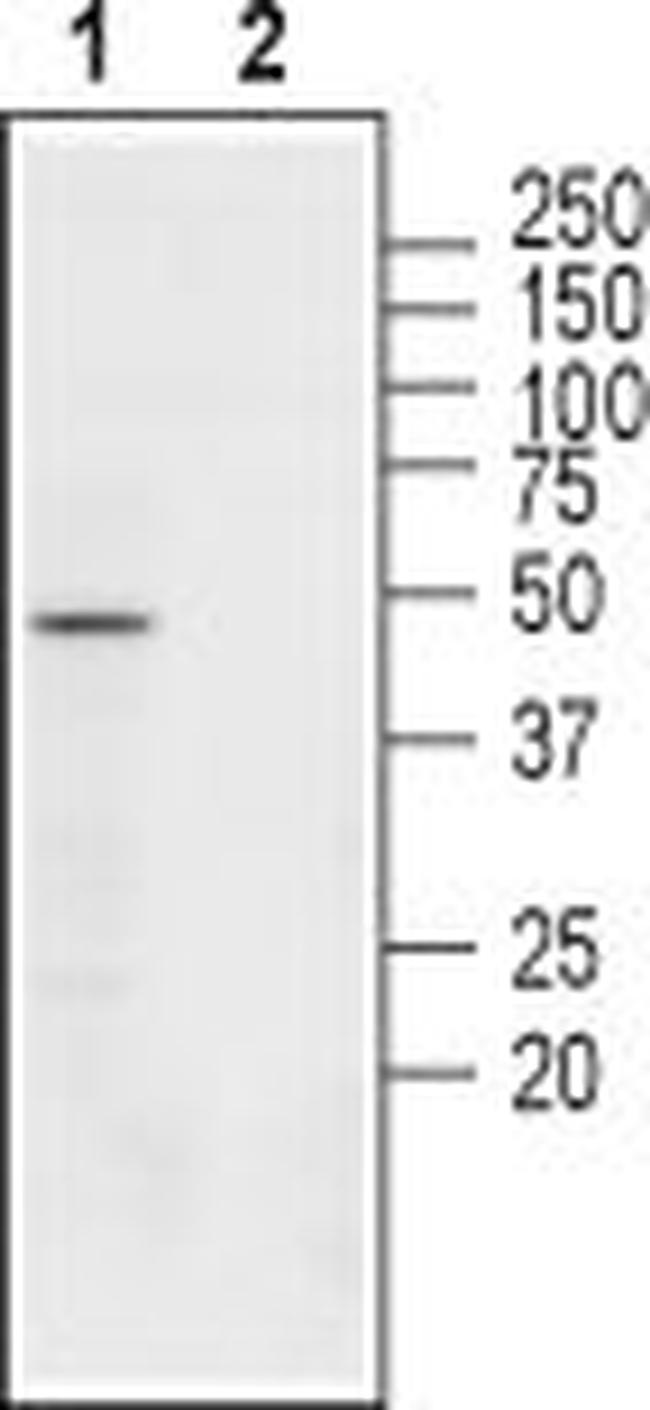 NICOTINIC ACETYLCHOLINE RECEPT