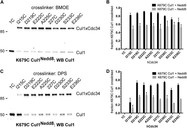 CULLIN 1 2H4C9 MAB