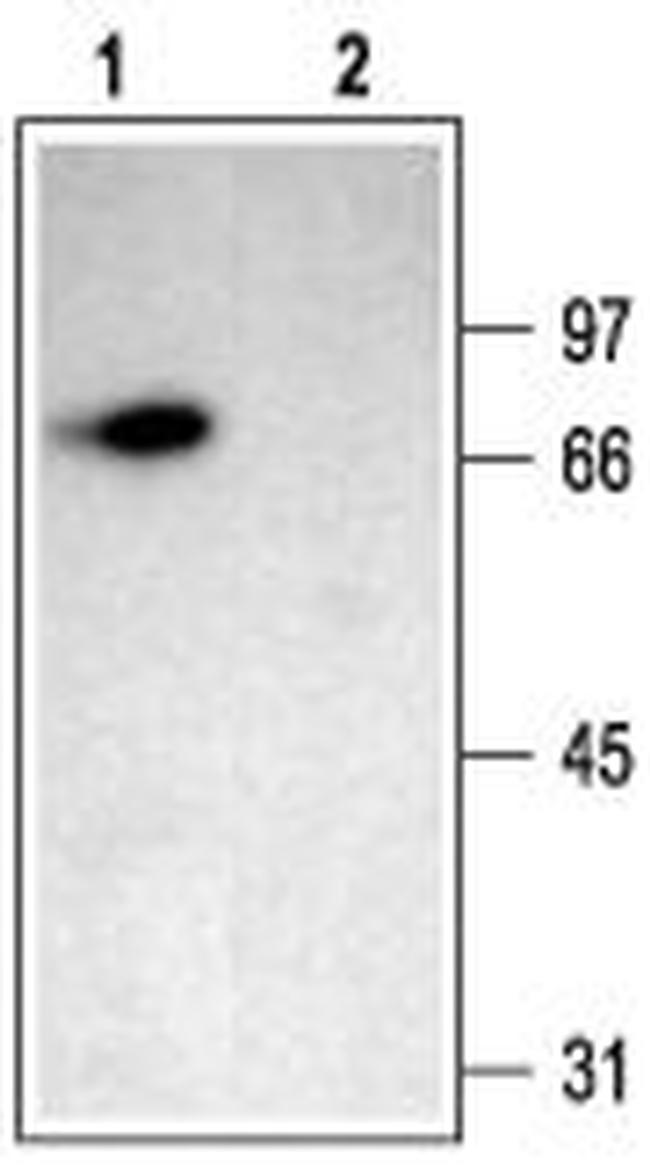 ASIC2A ANTIBODY