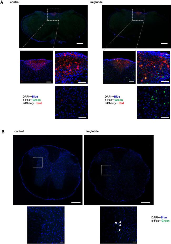 MCHERRY RAT MONOCLONALANTIBODY