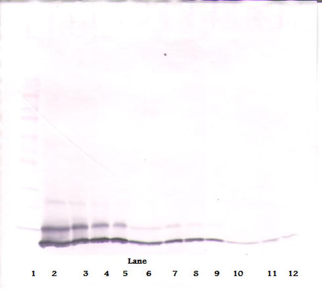 ANTI-MUR KC (CXCL1)- PEPROTECH
