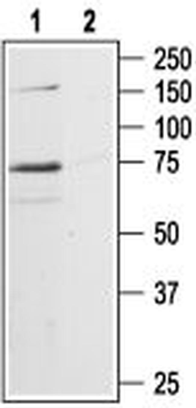 P2X7 RECEPTOR ANTIBODY