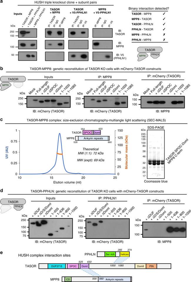 MCHERRY RAT MONOCLONALANTIBODY