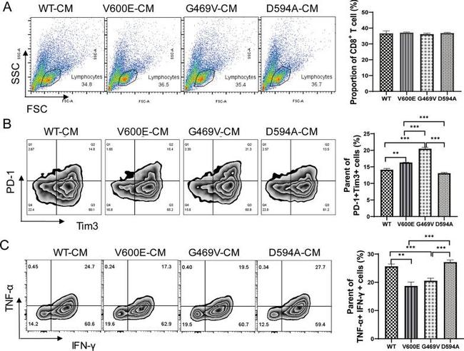 MO CD366 RMT3-23 PE-CYN7 MAB