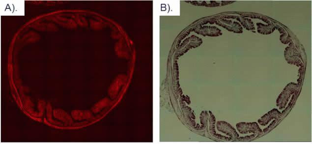 MCHERRY RAT MONOCLONALANTIBODY