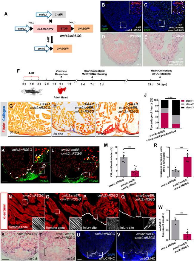 MCHERRY RAT MONOCLONALANTIBODY
